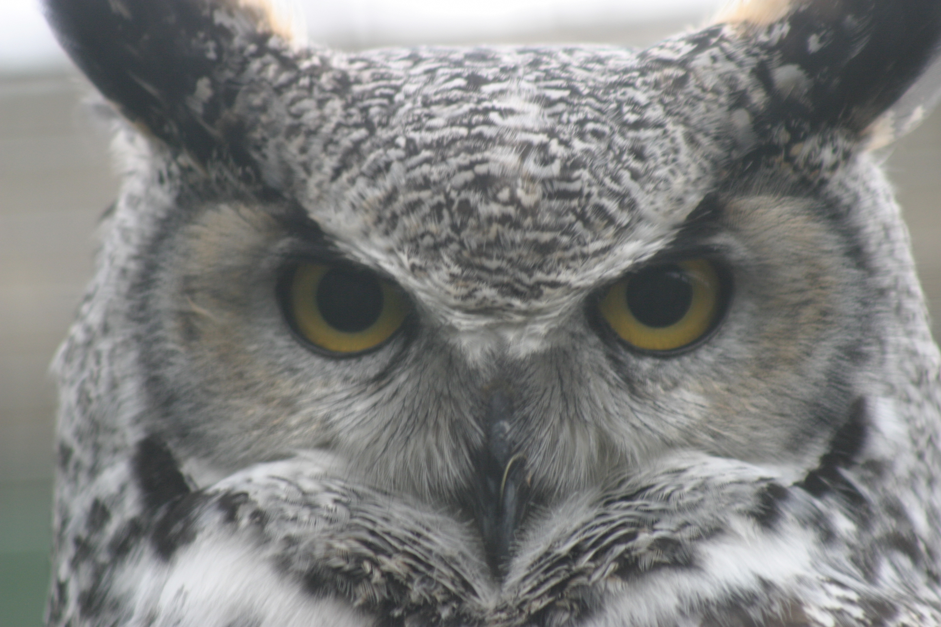 Barn Owl Scotowlblog