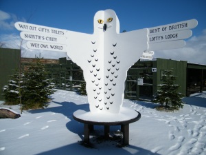 Now that's a Snowy Owl!